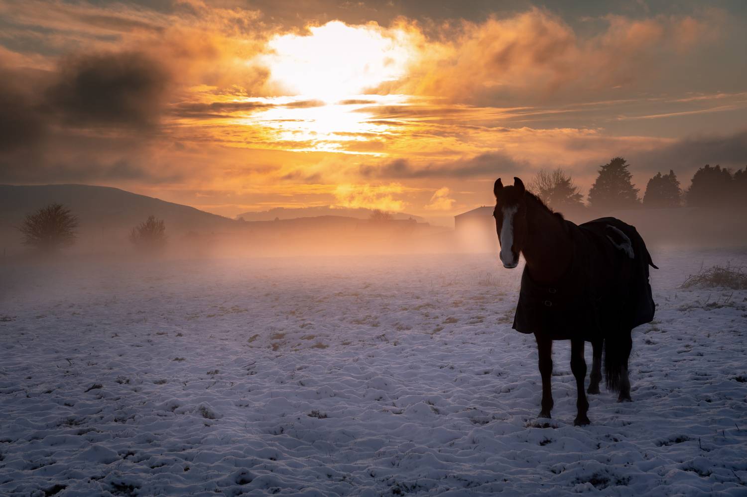 Horse