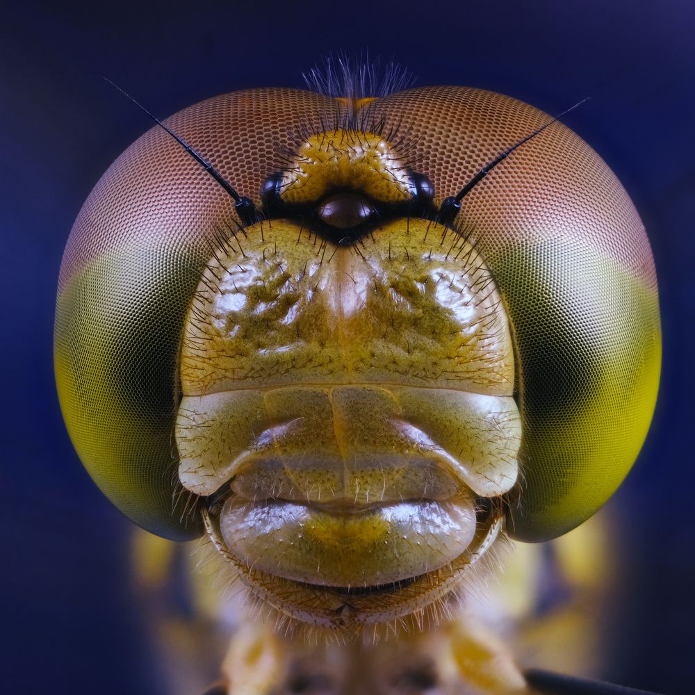 Sympetrum depressiusculum symmetrical portrait