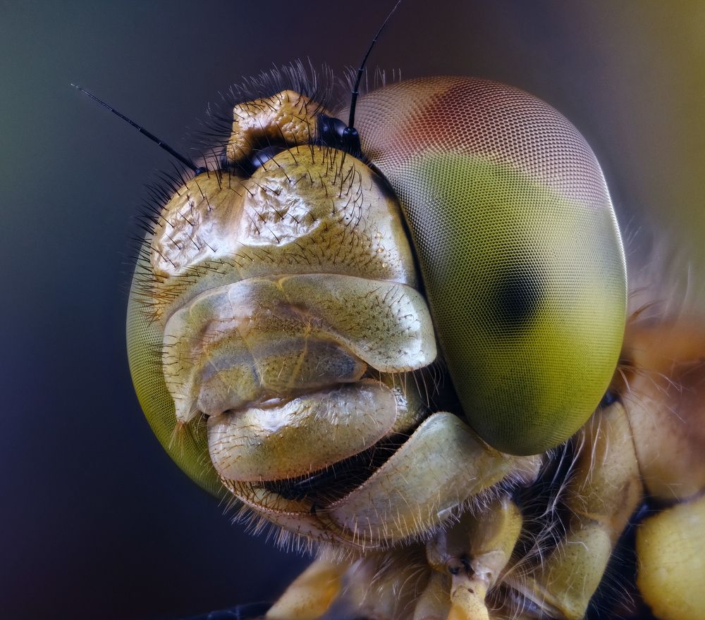 Sympetrum depressiusculum portrait
