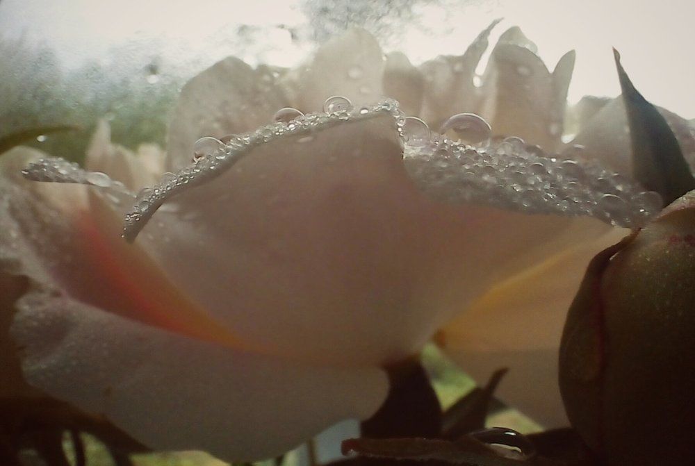 Photograph by Мария Коробова