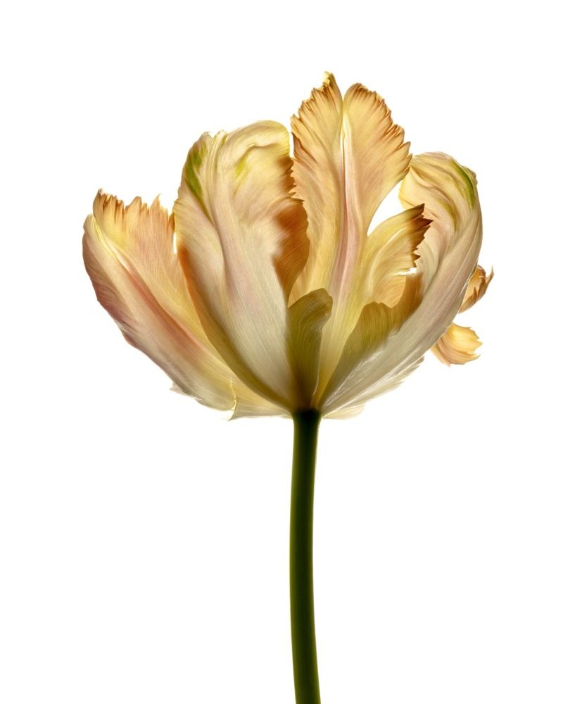 Photograph by Nailia