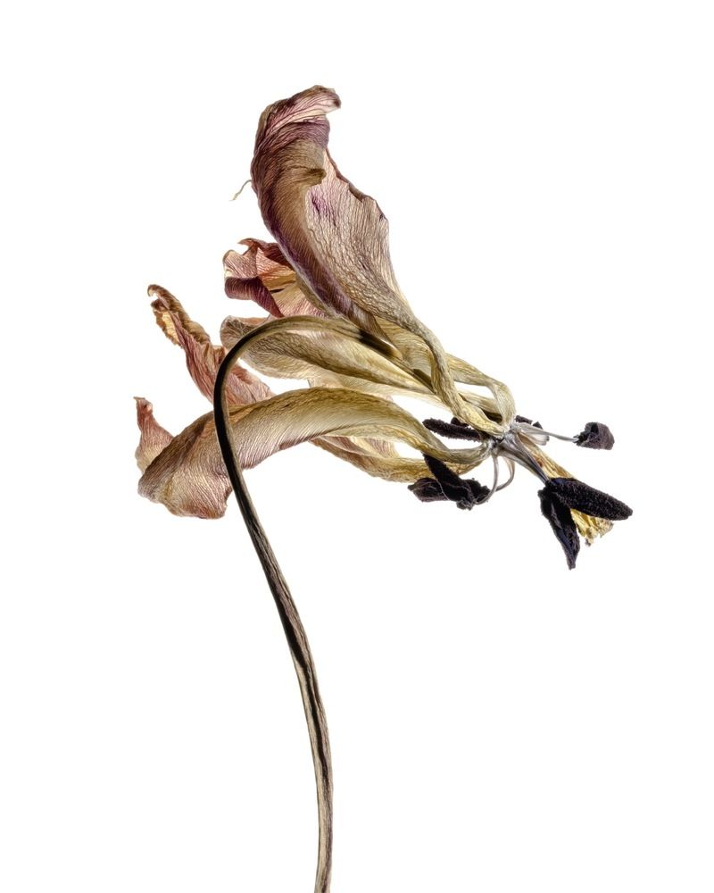 Photograph by Nailia