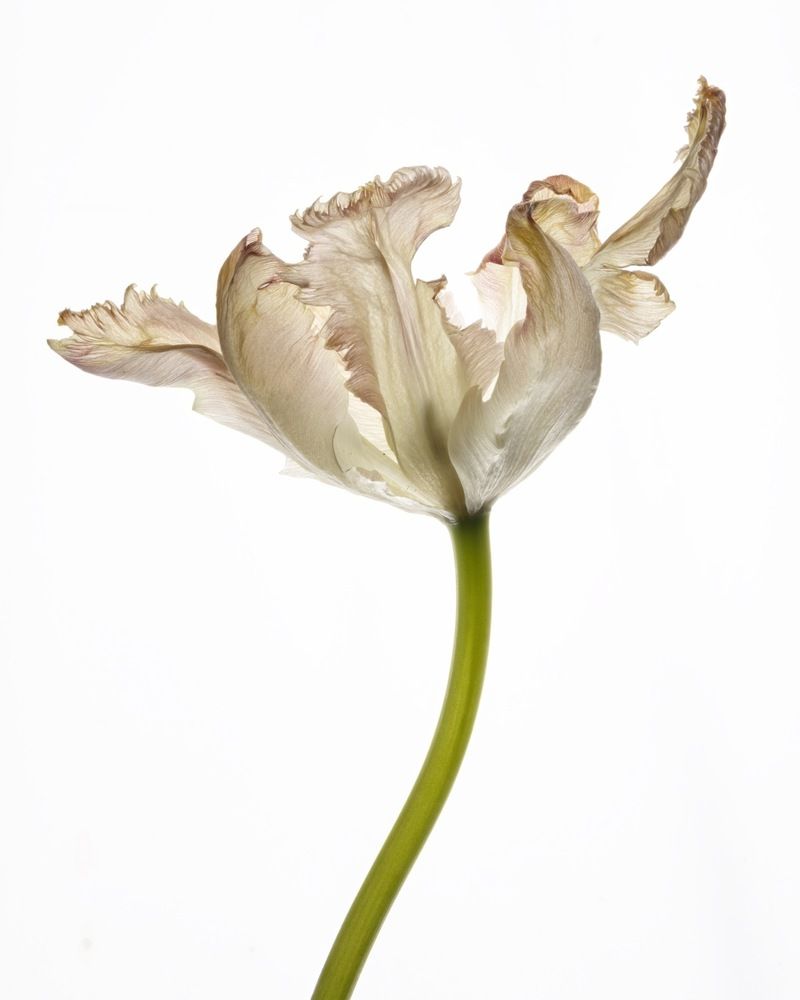 Photograph by Nailia