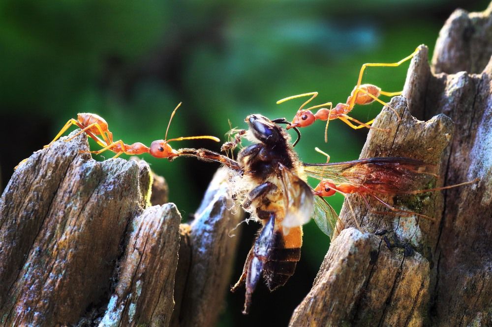 Photograph by Lim Ping seng