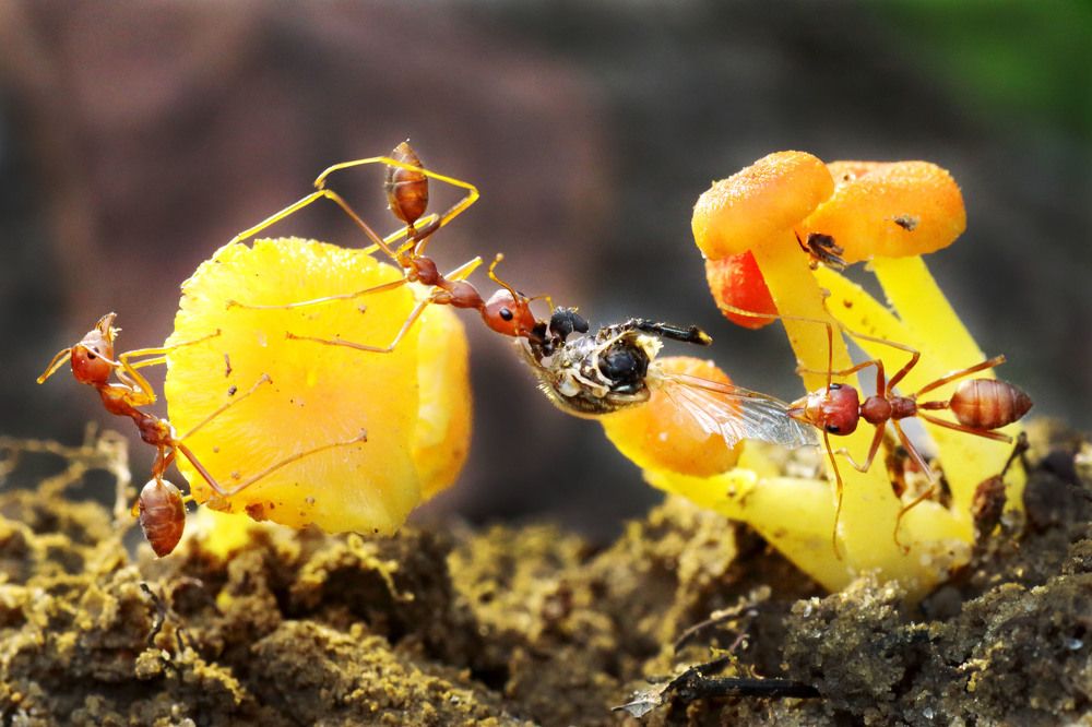 Photograph by Lim Ping seng