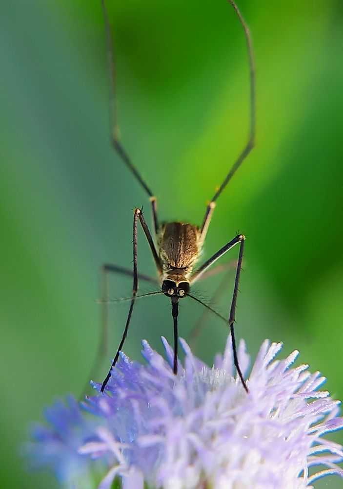 Mosquito Look