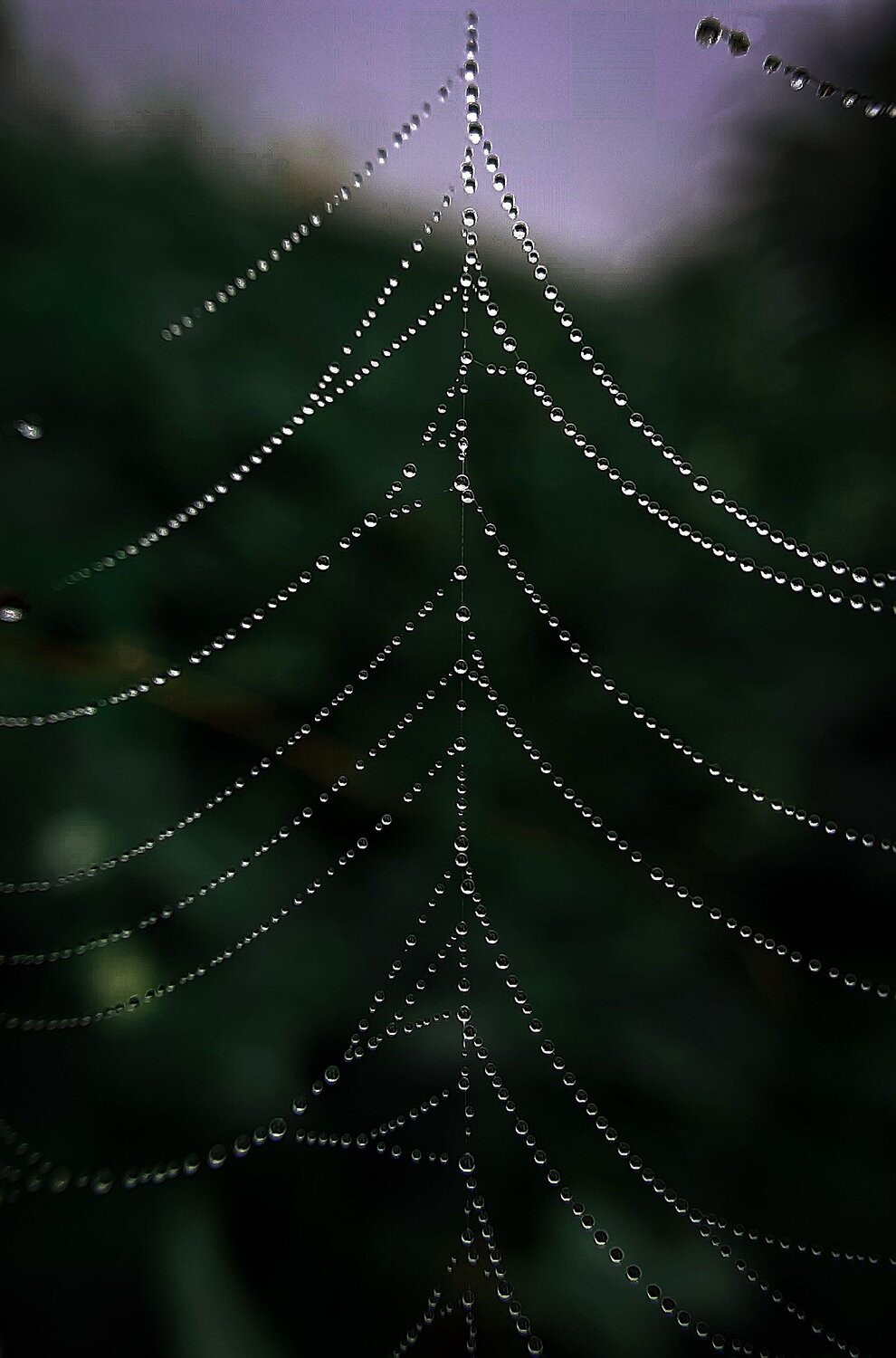 Dew on spider web