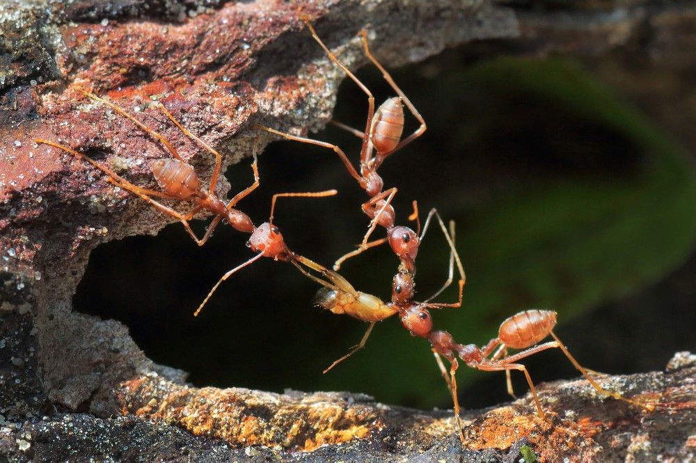 Photograph by Lim Ping seng