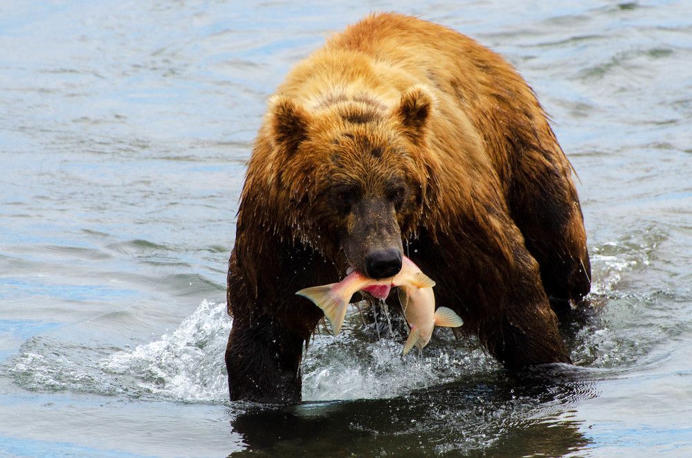 Photograph by Юлия Тельпова