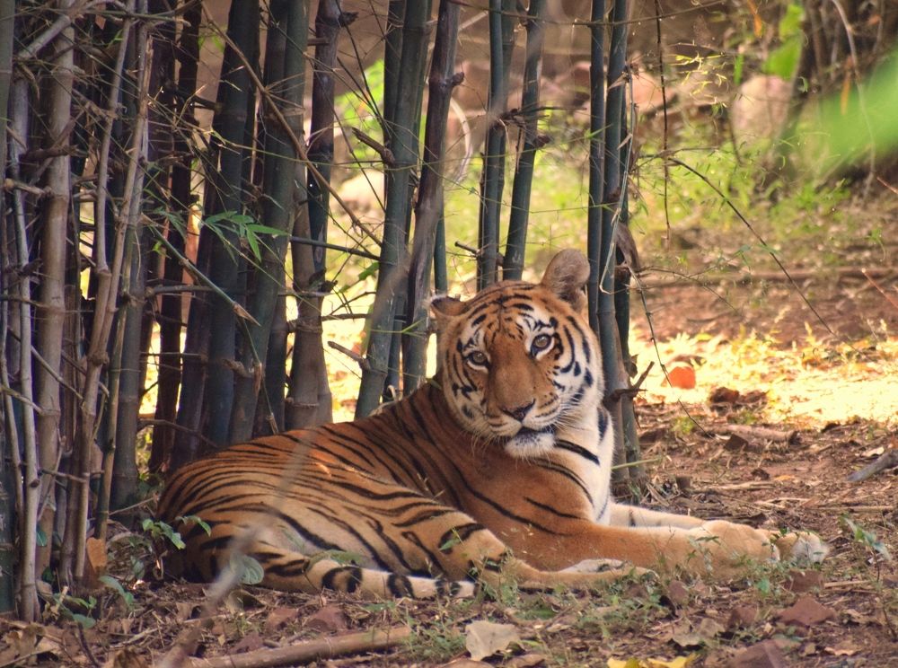 Photograph by Parag vatsa