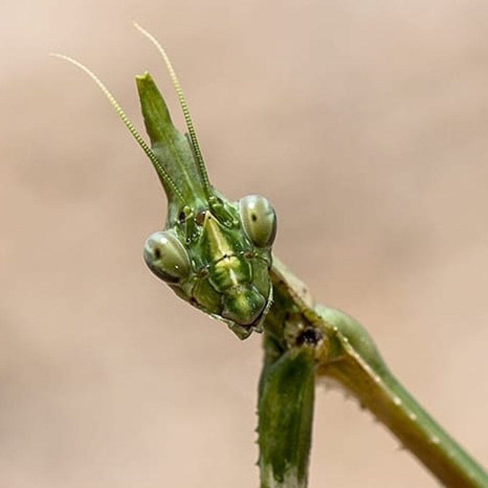 Photograph by sureshachar