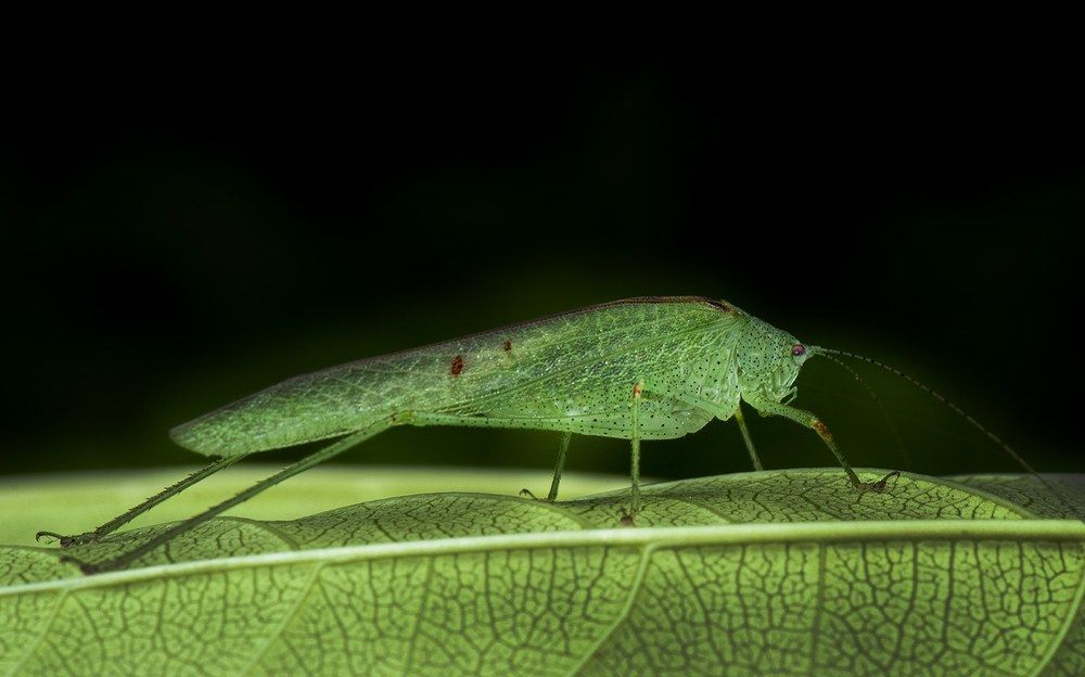 Photograph by sureshachar