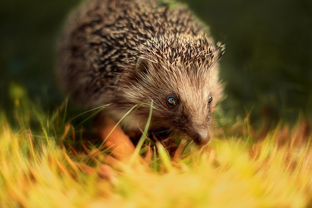 Фотография автора Елена Баклач