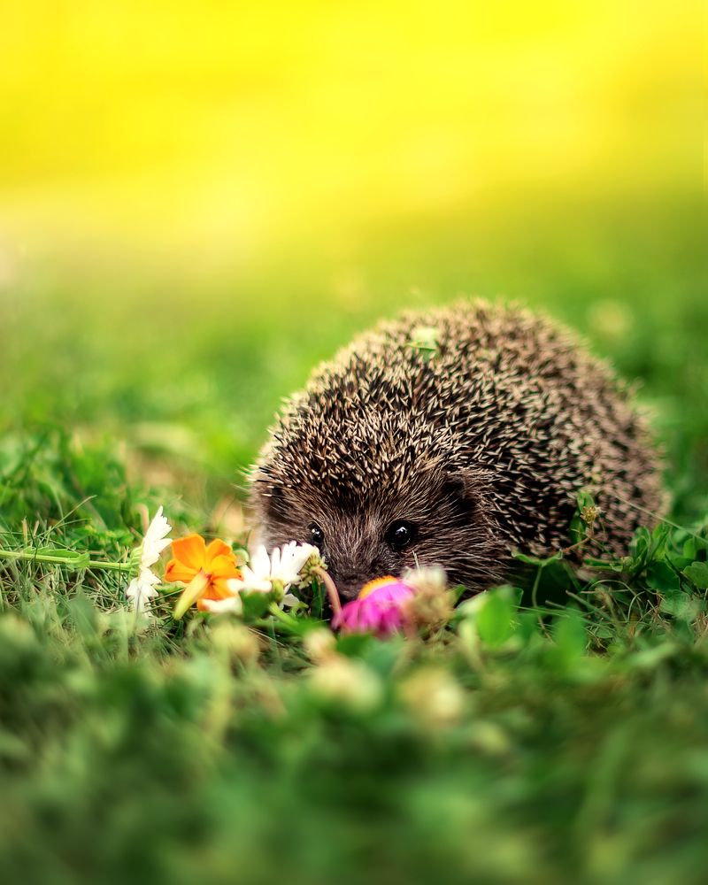 Фотография автора Елена Баклач