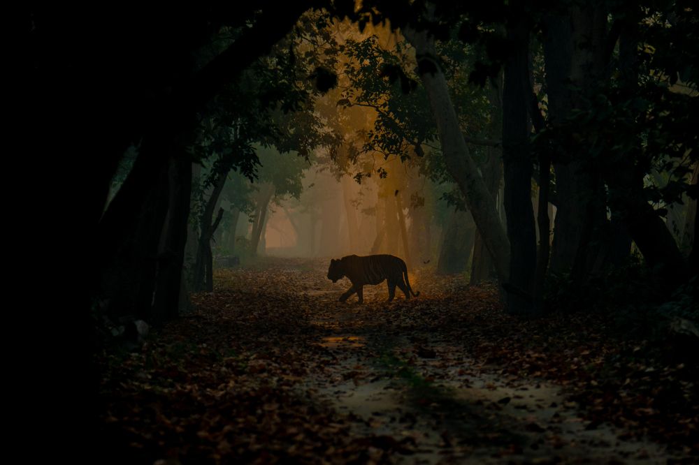 Photograph by Nabarun Majumdar