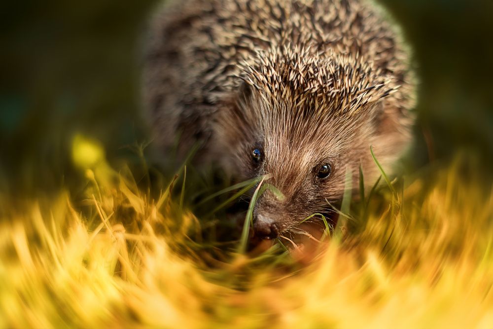 Фотография автора Елена Баклач