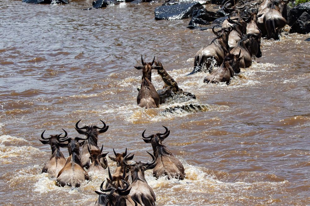 Фотография автора Subi Sridharan