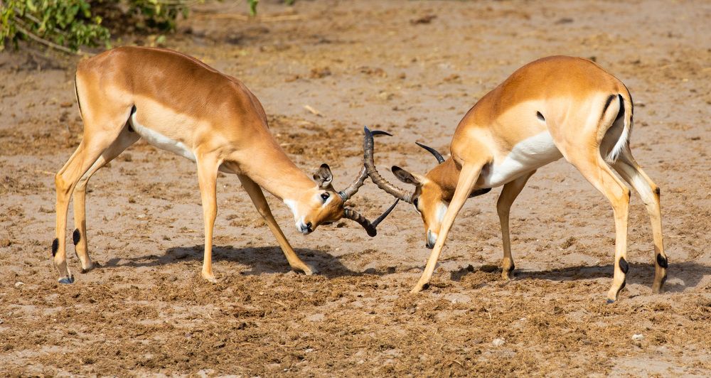 Фотография автора Subi Sridharan