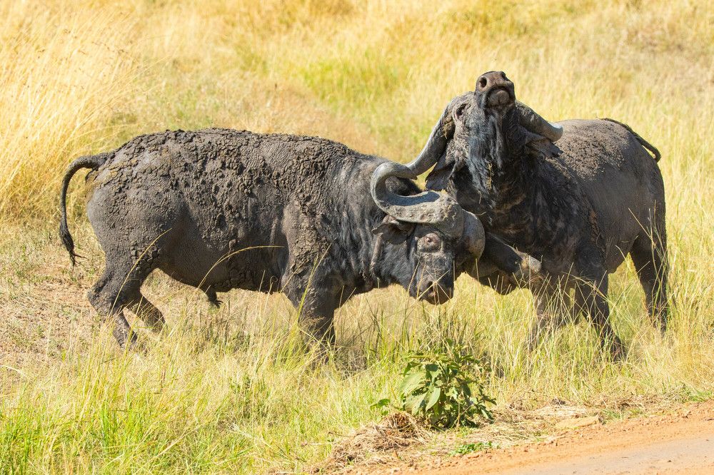 Фотография автора Subi Sridharan