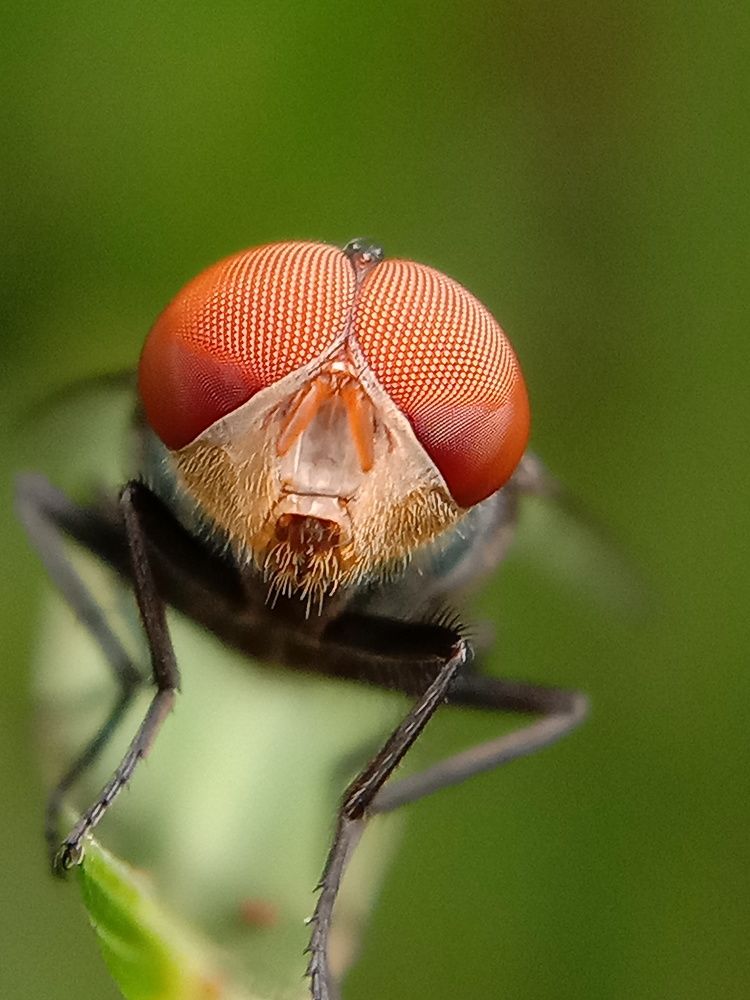 Photograph by Cronia panja