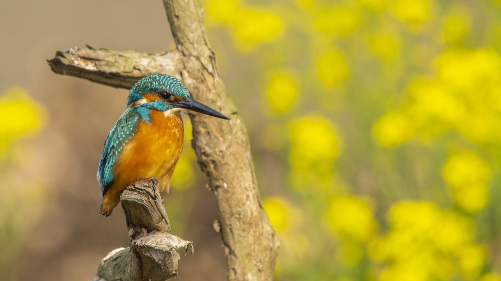 Common Kingfisher