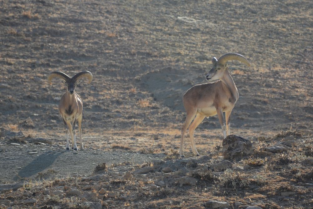 Photograph by Mohammad Amin Ghaffari