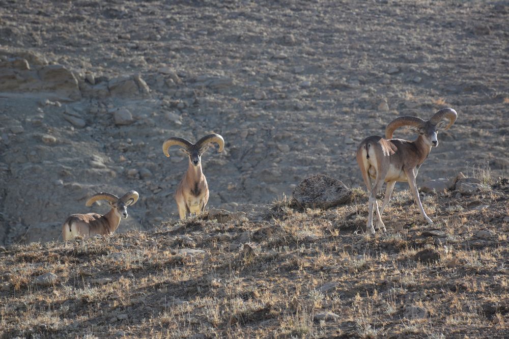 Photograph by Mohammad Amin Ghaffari