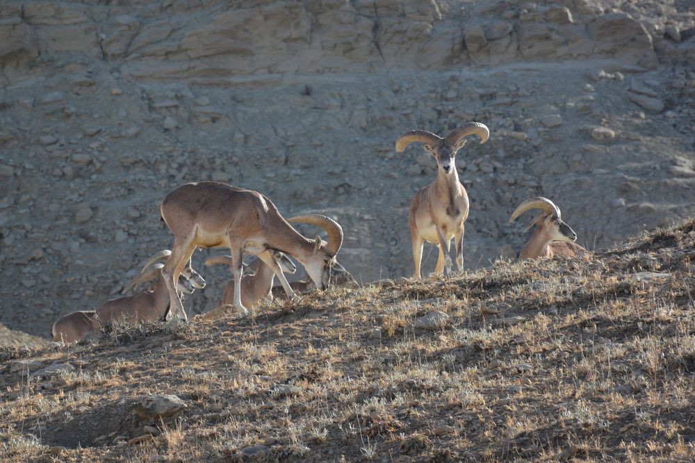Photograph by Mohammad Amin Ghaffari