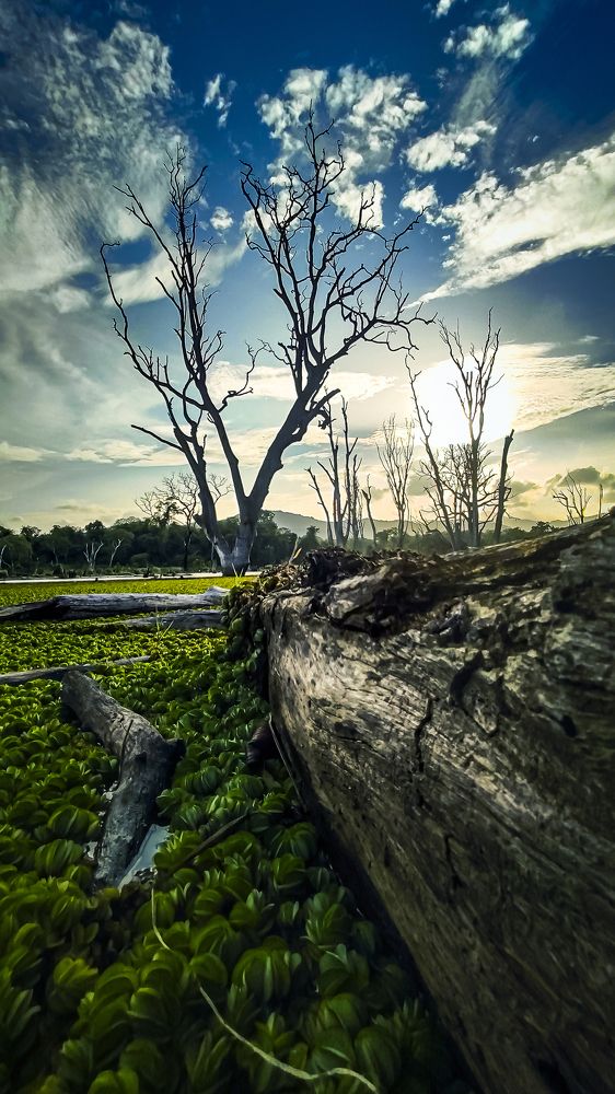 Photograph by Chanuka Perera