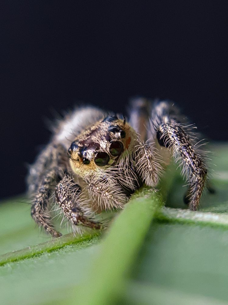 Jumping Spider.