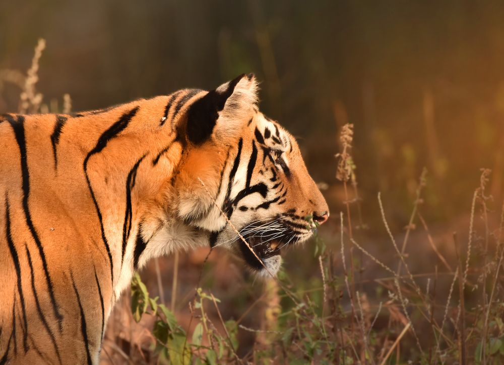 Photograph by Aahana Patole