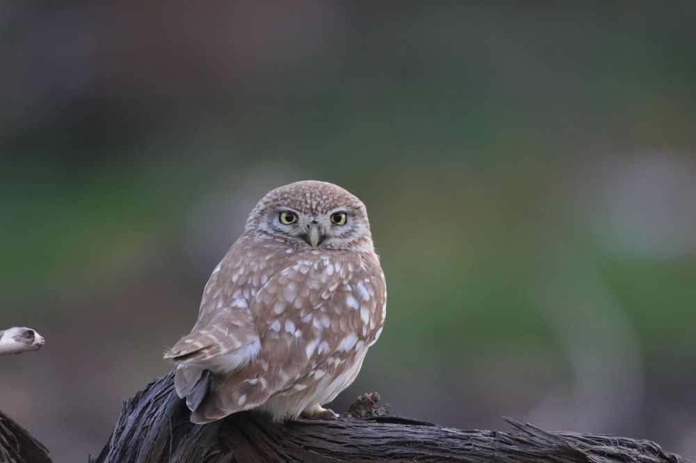 Little Owl