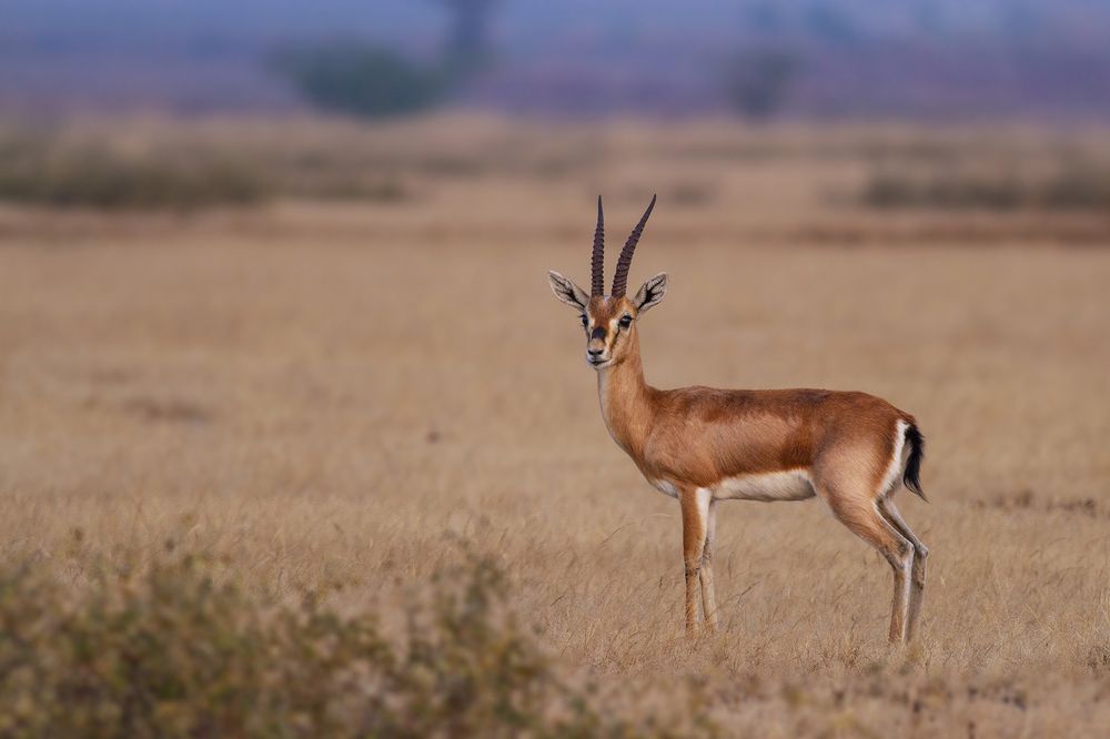 Beautiful Pose By Rajasthan State Animal