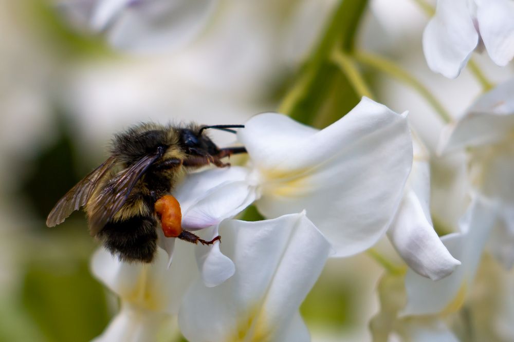 Bee pollinating