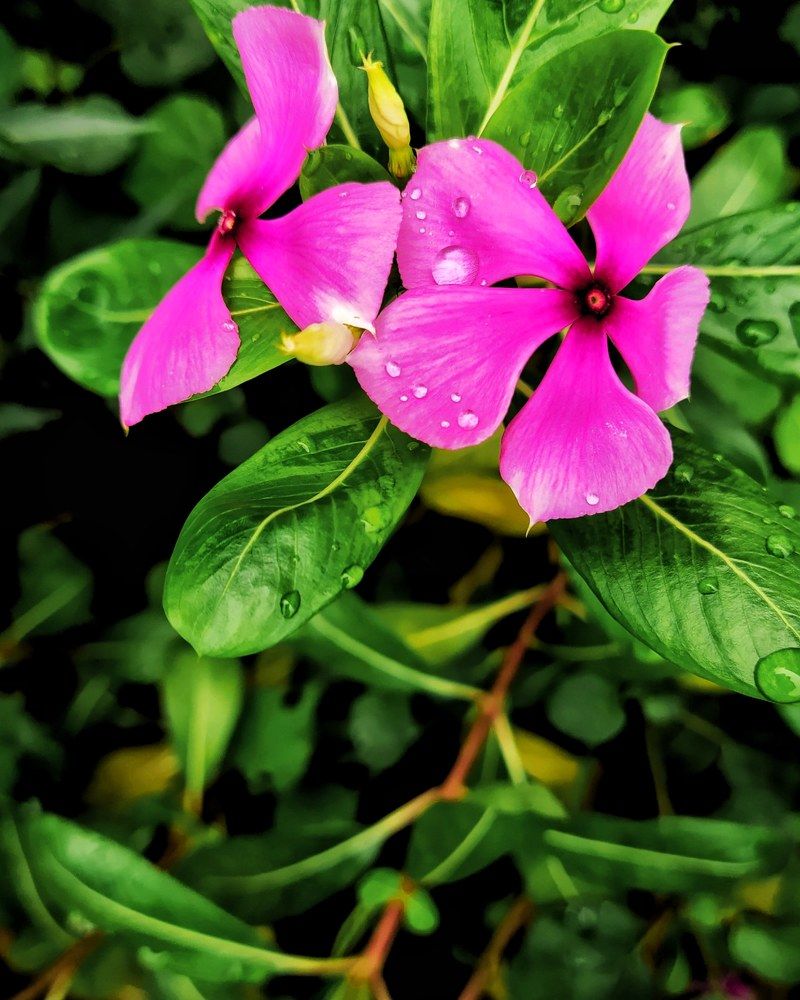 Photograph by Gelhu Mohanta