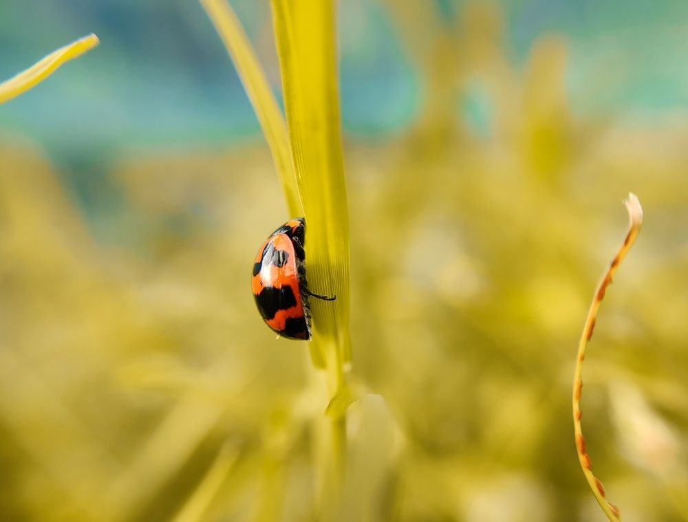 A beautiful lady bug