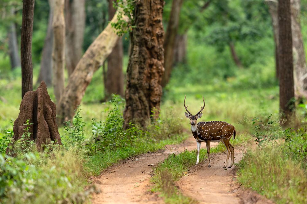 Фотография автора Vishwanath Mukunda