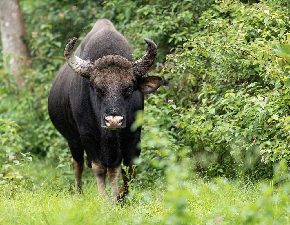 Photograph by Vishwanath Mukunda