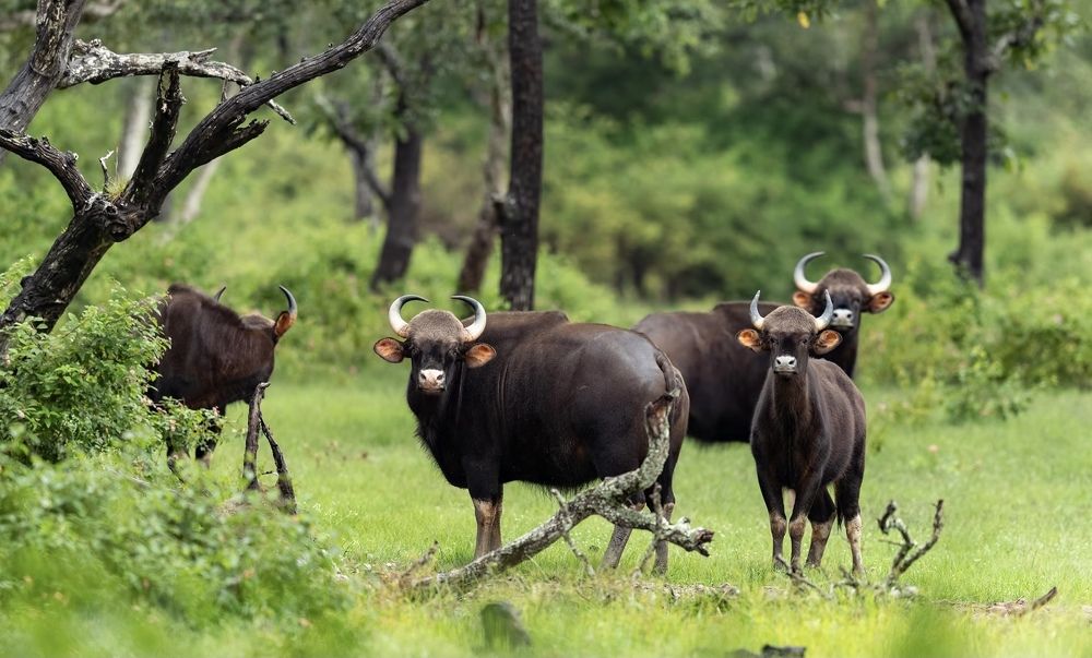 Фотография автора Vishwanath Mukunda