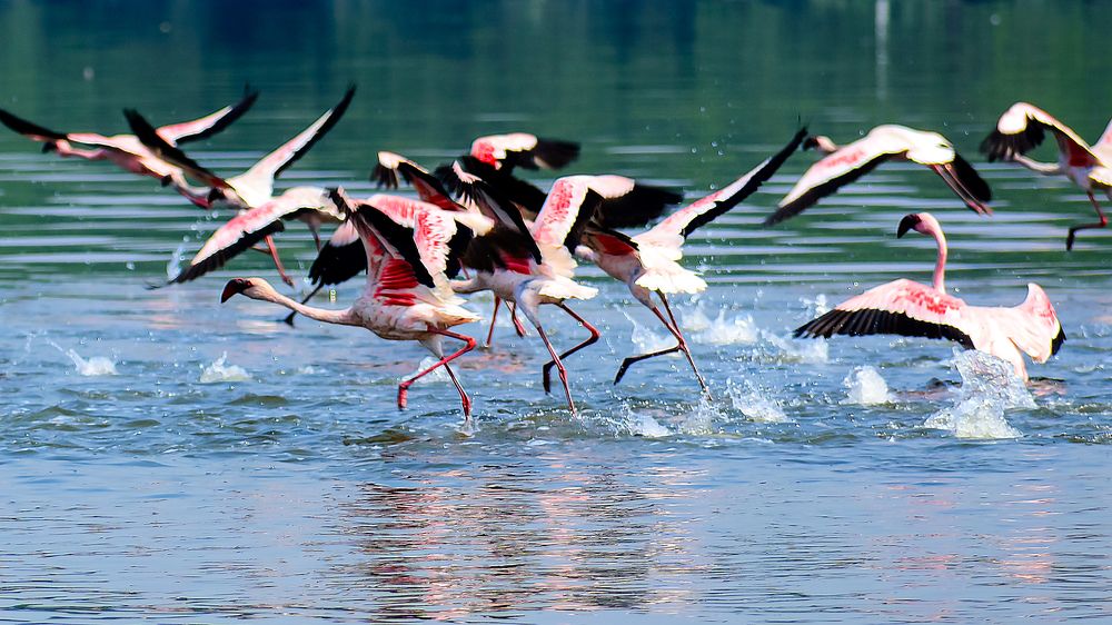 Photograph by rajesh therthala veedu