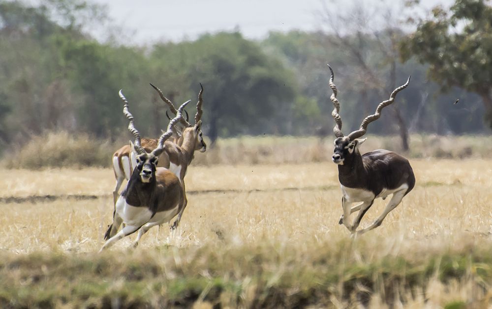 Фотография автора Shariq Khan