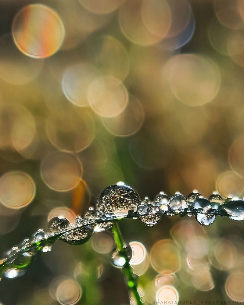 Photograph by Bharat Shukla