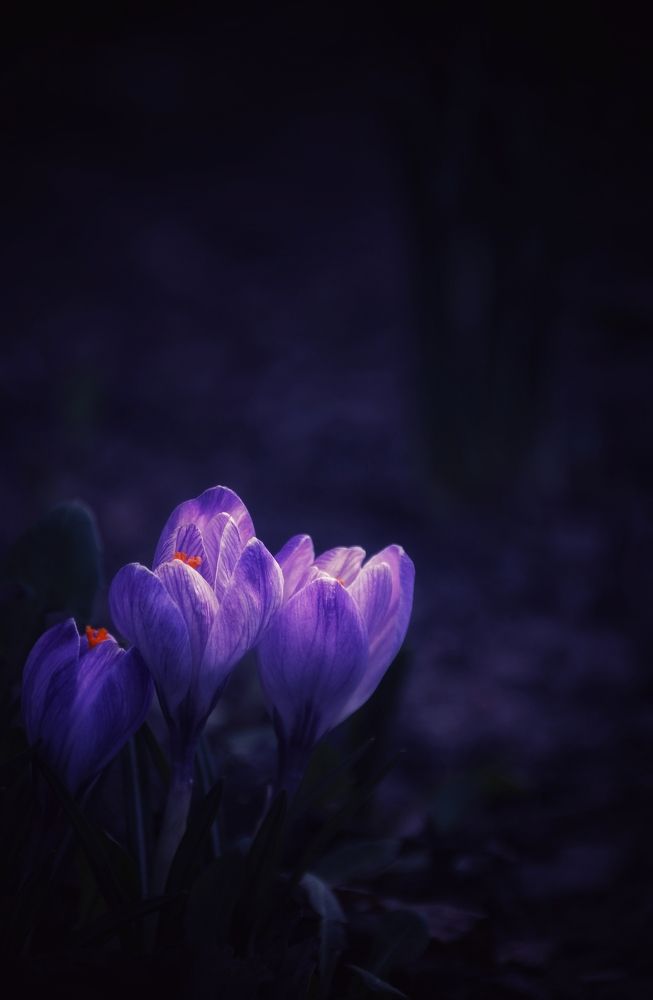 Photograph by Никита Брутман Broutman