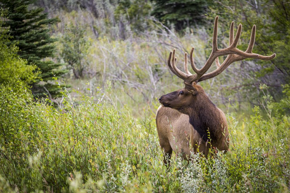 Фотография автора Jef Smolders