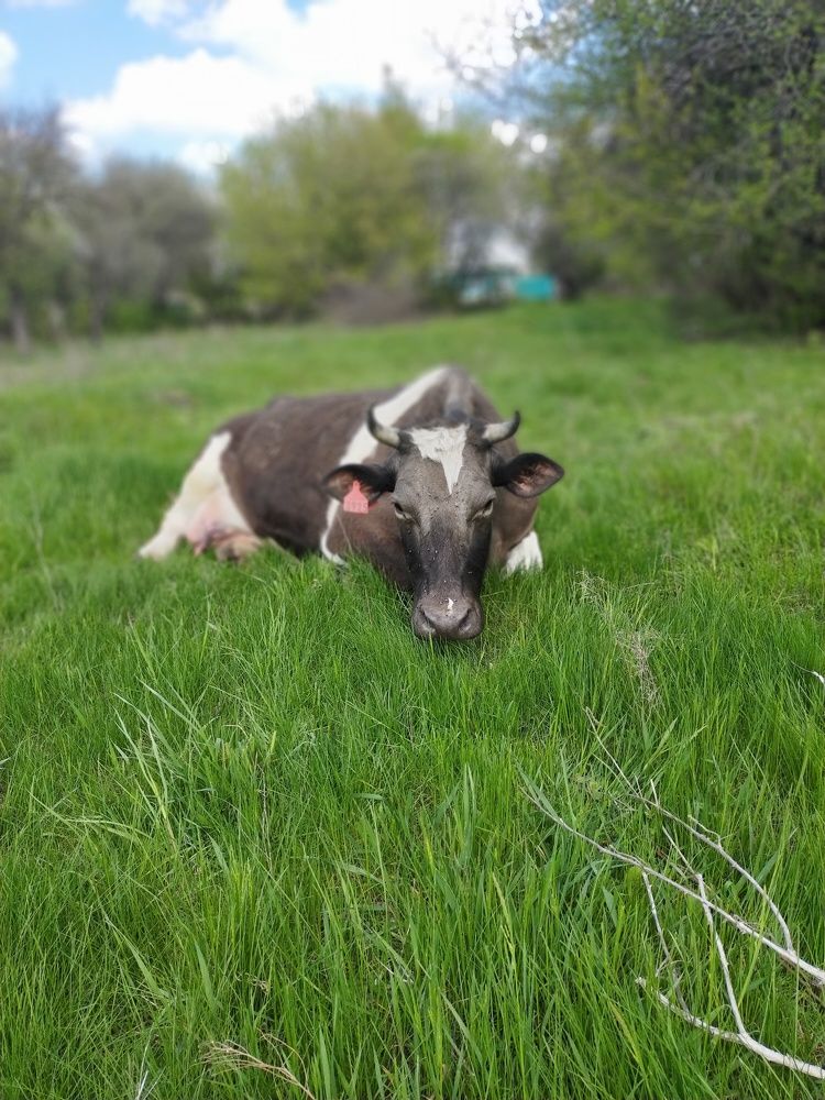 Photograph by Наталия Чайка