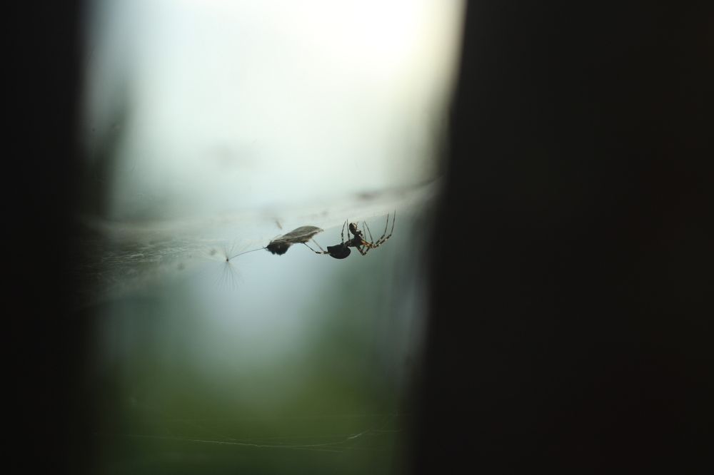 Photograph by Владимир Кабалоев