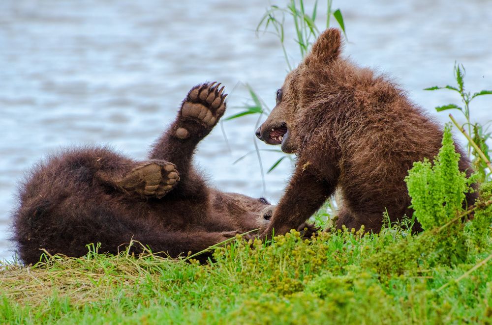 Photograph by Юлия Тельпова