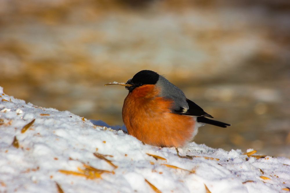 Photograph by Юрий Яковлев