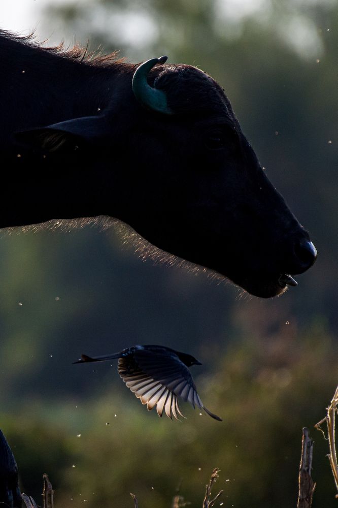 Photograph by Kshitij Patle