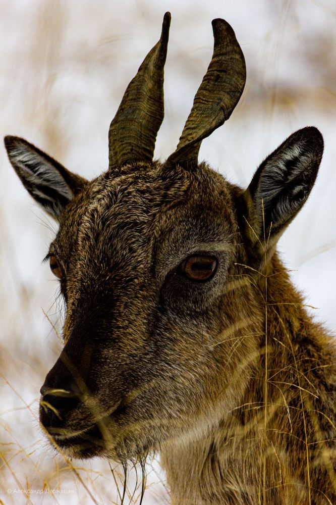 Photograph by Александр Державин